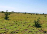 Mwalimu Farm 50_100 plots (1) (1)